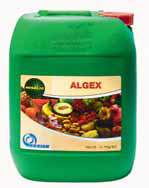 algex